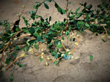 1.8m Mistletoe Christmas Garland Rustic Green Leaves With White Berries Decor - Retail ABC - Branded Goods - Discount Prices