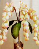 50cm Lit Floral Flower Stems WARM WHITE LED'S Indoor Mains Decoration With Timer Premier