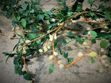 1.8m Mistletoe Christmas Garland Rustic Green Leaves With White Berries Decor - Retail ABC - Branded Goods - Discount Prices