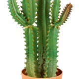 Artificial Plants Cereus Cactus 101cm Features The Outdoor living company